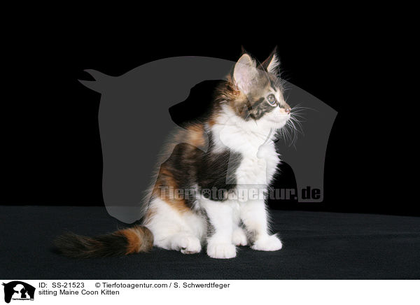 sitting Maine Coon Kitten / SS-21523