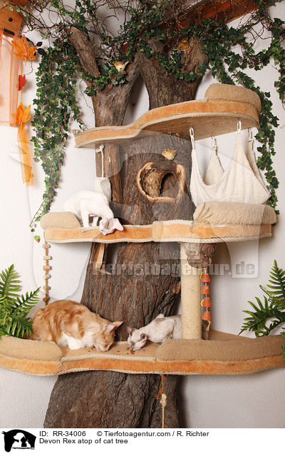 Devon Rex atop of cat tree / RR-34006
