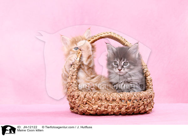 Maine Coon Ktzchen / Maine Coon kitten / JH-12122