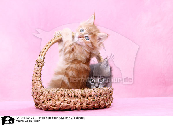 Maine Coon Ktzchen / Maine Coon kitten / JH-12123