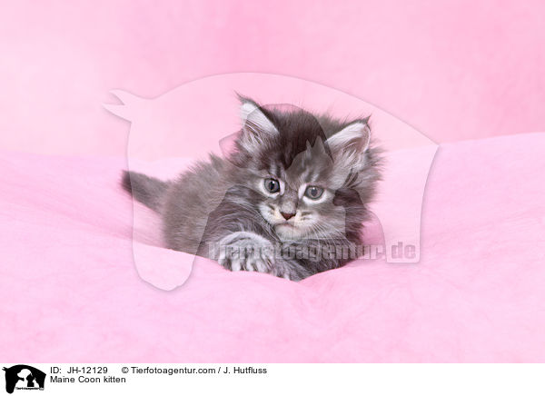Maine Coon Ktzchen / Maine Coon kitten / JH-12129