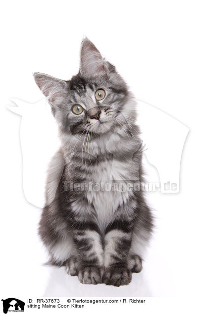 sitzendes Maine Coon Ktzchen / sitting Maine Coon Kitten / RR-37673