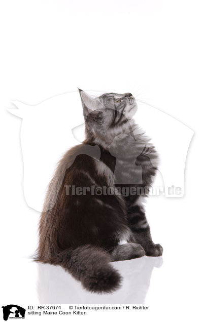 sitzendes Maine Coon Ktzchen / sitting Maine Coon Kitten / RR-37674