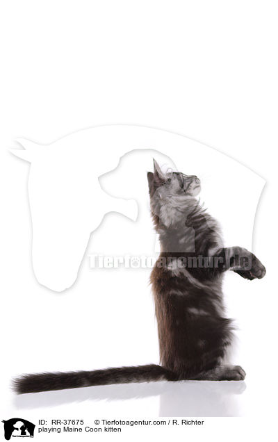 spielendes Maine Coon Ktzchen / playing Maine Coon kitten / RR-37675