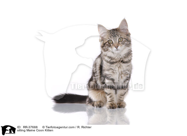 sitzendes Maine Coon Ktzchen / sitting Maine Coon Kitten / RR-37688