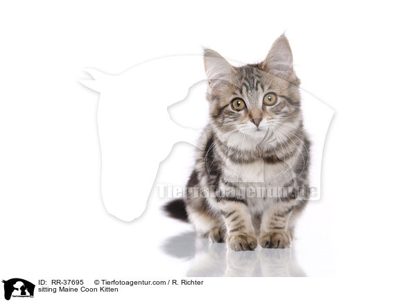 sitzendes Maine Coon Ktzchen / sitting Maine Coon Kitten / RR-37695