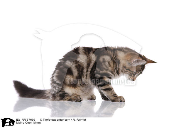 Maine Coon Ktzchen / Maine Coon kitten / RR-37696