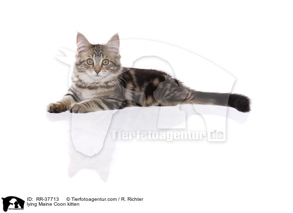 liegendes Maine Coon Ktzchen / lying Maine Coon kitten / RR-37713