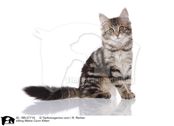 sitzendes Maine Coon Ktzchen / sitting Maine Coon Kitten / RR-37716