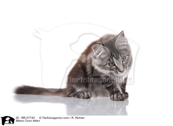 Maine Coon Ktzchen / Maine Coon kitten / RR-37740