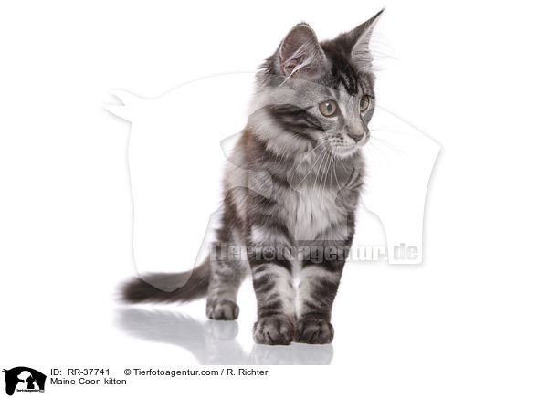 Maine Coon Ktzchen / Maine Coon kitten / RR-37741