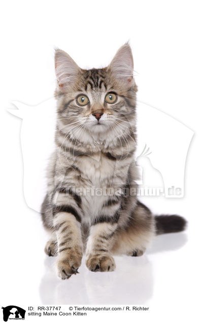 sitzendes Maine Coon Ktzchen / sitting Maine Coon Kitten / RR-37747
