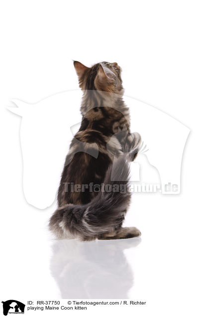 spielendes Maine Coon Ktzchen / playing Maine Coon kitten / RR-37750