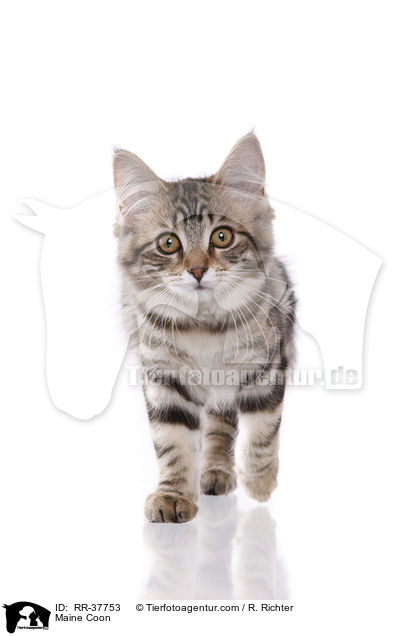 Maine Coon / Maine Coon / RR-37753