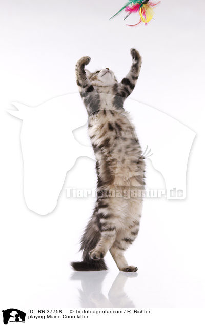 playing Maine Coon kitten / RR-37758