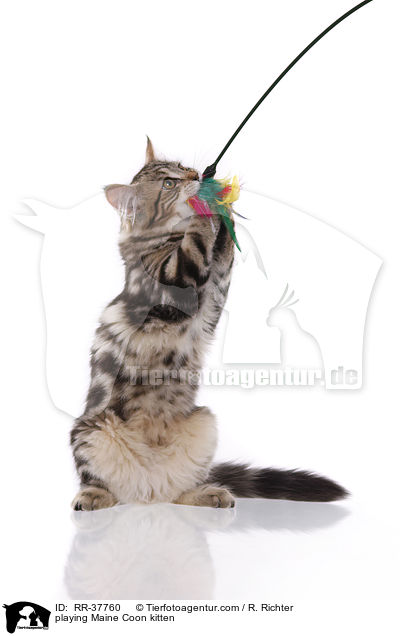 spielendes Maine Coon Ktzchen / playing Maine Coon kitten / RR-37760