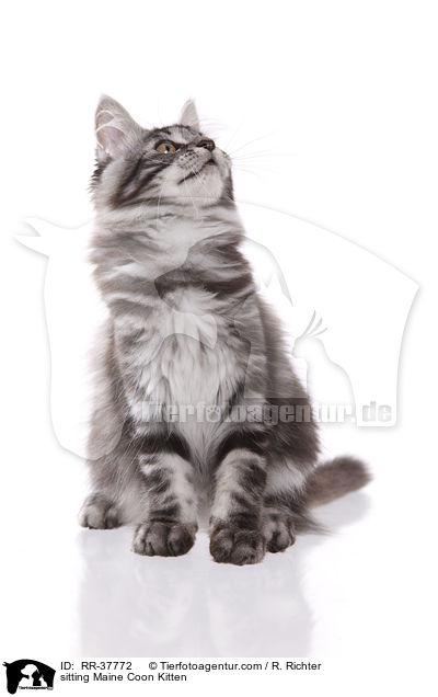 sitzendes Maine Coon Ktzchen / sitting Maine Coon Kitten / RR-37772