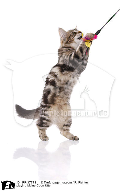 spielendes Maine Coon Ktzchen / playing Maine Coon kitten / RR-37773