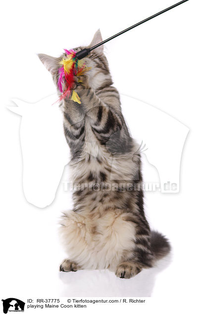 spielendes Maine Coon Ktzchen / playing Maine Coon kitten / RR-37775