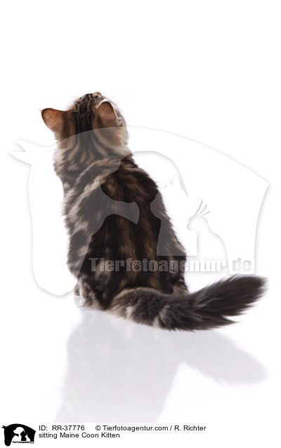 sitzendes Maine Coon Ktzchen / sitting Maine Coon Kitten / RR-37776