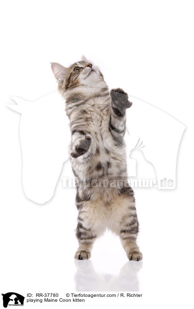 playing Maine Coon kitten / RR-37780
