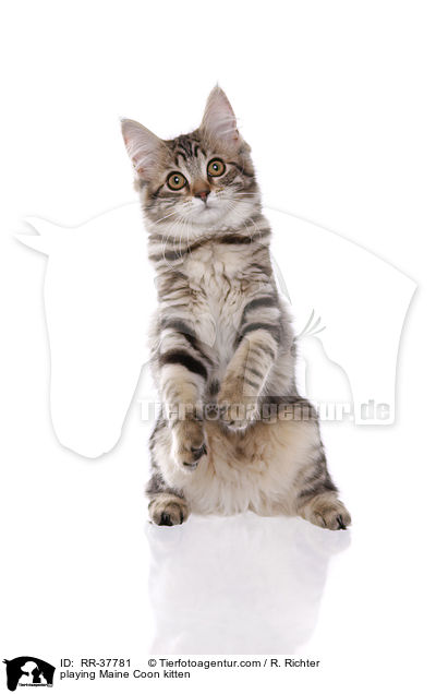spielendes Maine Coon Ktzchen / playing Maine Coon kitten / RR-37781