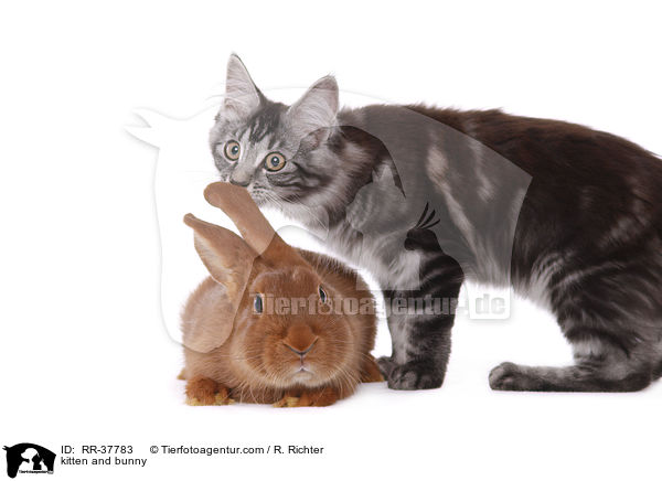 Ktzchen und Kaninchen / kitten and bunny / RR-37783