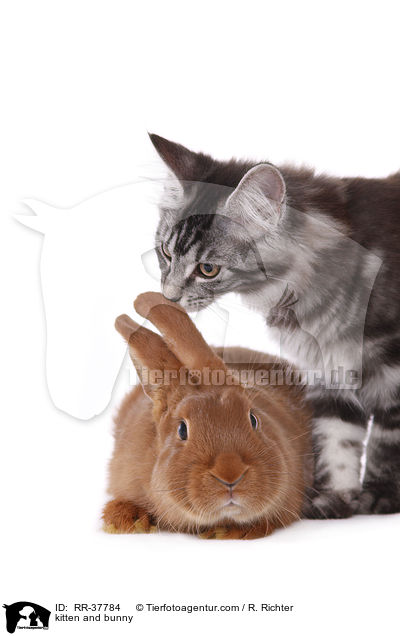 kitten and bunny / RR-37784