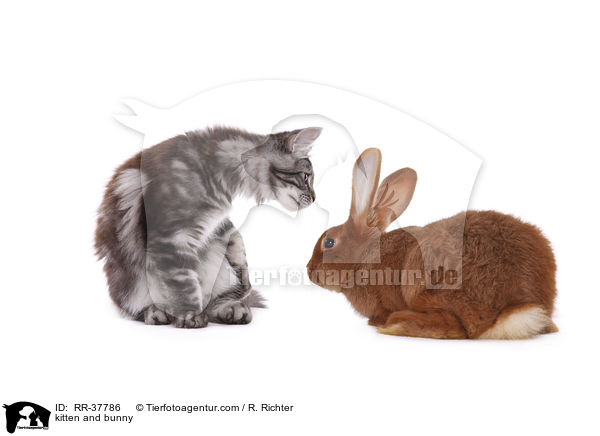 Ktzchen und Kaninchen / kitten and bunny / RR-37786