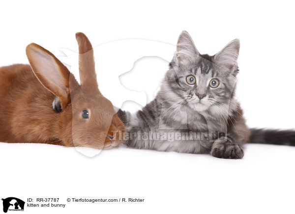 kitten and bunny / RR-37787