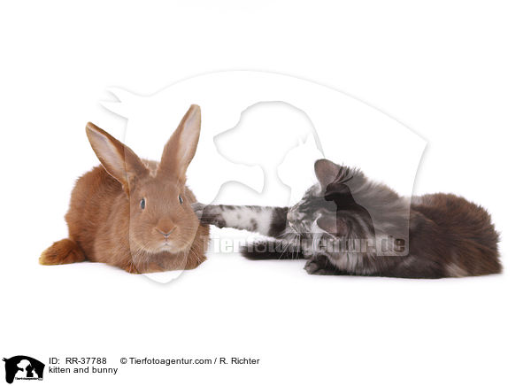 kitten and bunny / RR-37788