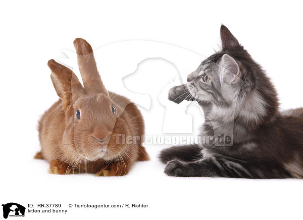Ktzchen und Kaninchen / kitten and bunny / RR-37789