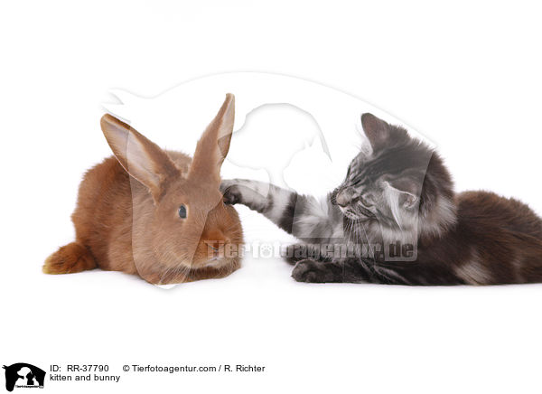 Ktzchen und Kaninchen / kitten and bunny / RR-37790