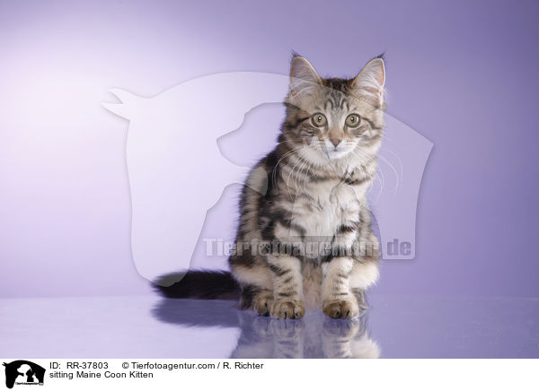 sitzendes Maine Coon Ktzchen / sitting Maine Coon Kitten / RR-37803