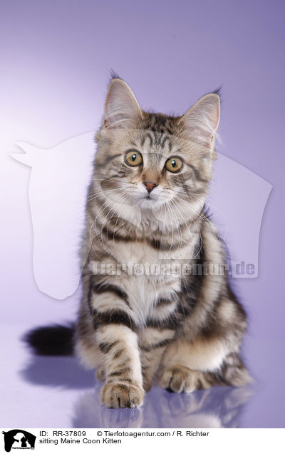 sitzendes Maine Coon Ktzchen / sitting Maine Coon Kitten / RR-37809