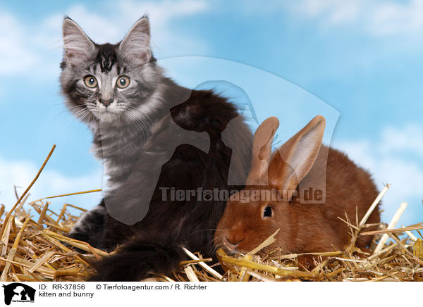 kitten and bunny / RR-37856
