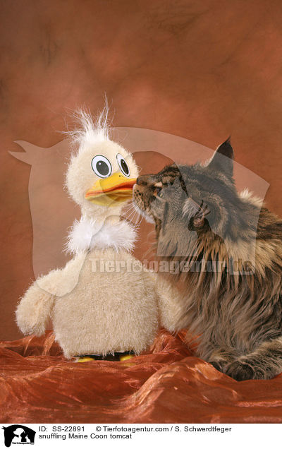 Maine Coon Kater / Maine Coon tomcat / SS-22891