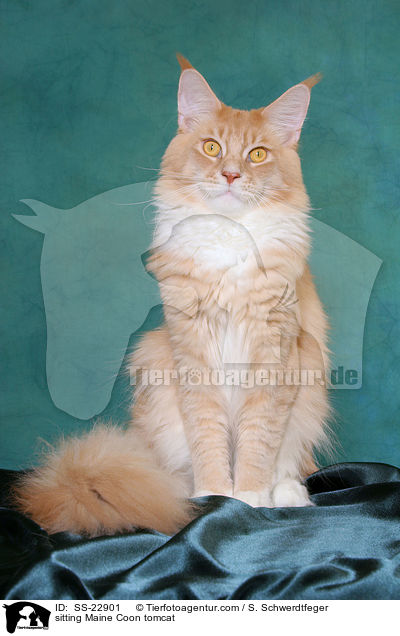 sitting Maine Coon tomcat / SS-22901