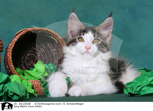 Maine Coon Ktzchen / Maine Coon Kitten / SS-22926