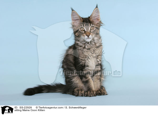sitting Maine Coon Kitten / SS-22928
