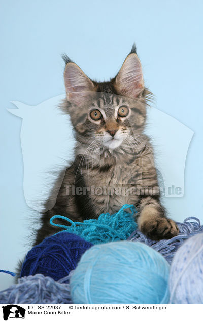 Maine Coon Ktzchen / Maine Coon Kitten / SS-22937