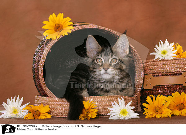 Maine Coon Kitten in basket / SS-22942