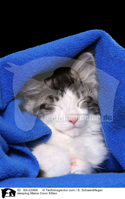 Maine Coon Ktzchen / Maine Coon Kitten / SS-22968
