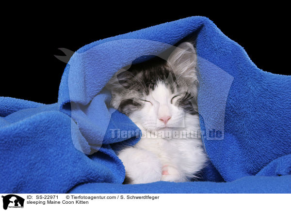 Maine Coon Ktzchen / Maine Coon Kitten / SS-22971
