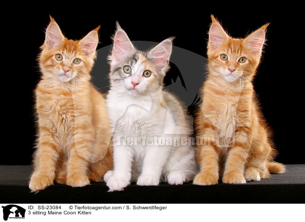 3 sitting Maine Coon Kitten / SS-23084