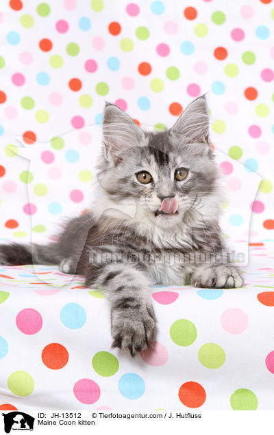 Maine Coon Ktzchen / Maine Coon kitten / JH-13512