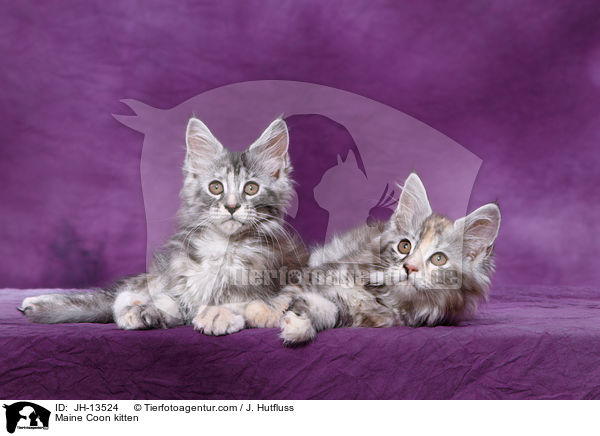 Maine Coon Ktzchen / Maine Coon kitten / JH-13524