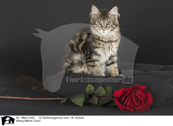 sitting Maine Coon / NN-01467