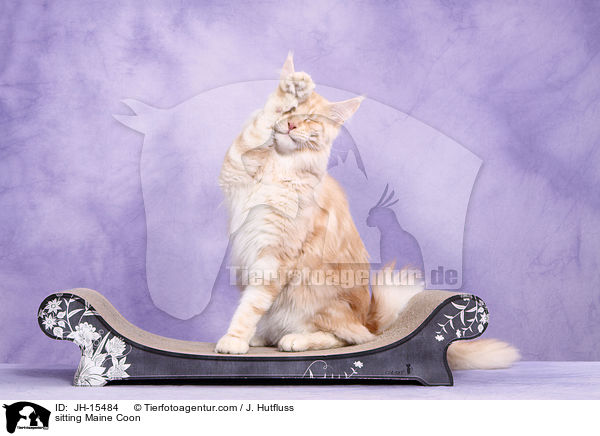 sitzende Maine Coon / sitting Maine Coon / JH-15484