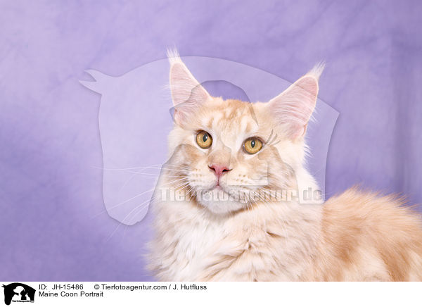 Maine Coon Portrait / Maine Coon Portrait / JH-15486